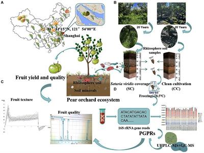 Investigating the impact of long-term bristlegrass coverage on rhizosphere microbiota, soil metabolites, and carbon–nitrogen dynamics for pear agronomic traits in orchards